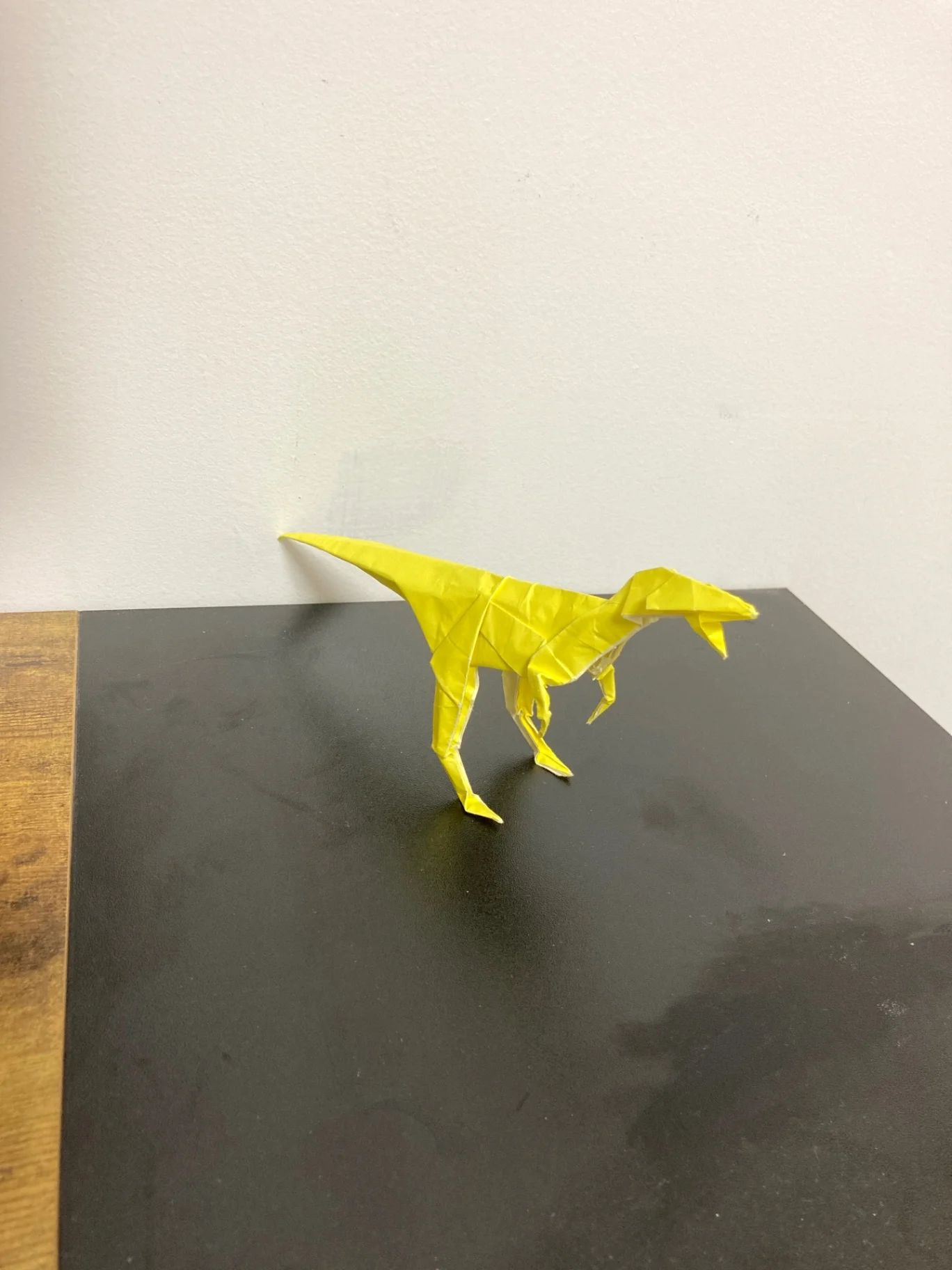 コエロフィシス